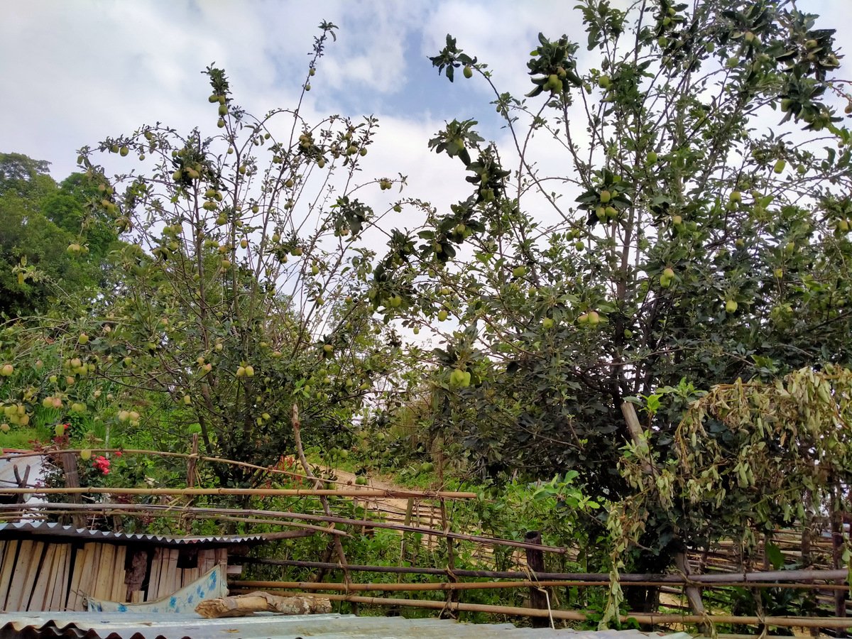 जुम्लाका किसानलाई काँचो स्याउ टिप्न प्रतिबन्ध
