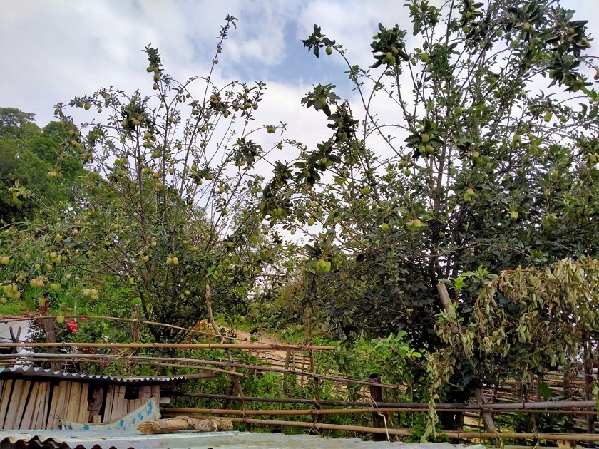 स्याङ्जाको चराङमा स्याउ उत्पादन