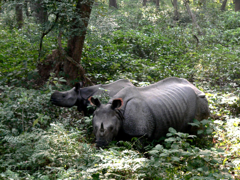 गैँडा मारी खाग बिक्री गरेको अभियोगमा १४ जना पक्राउ