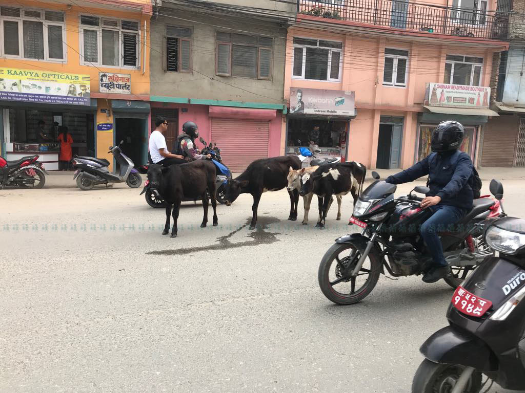 छाडा चौपाया व्यवस्थापनले किसानको हैरानी हट्यो