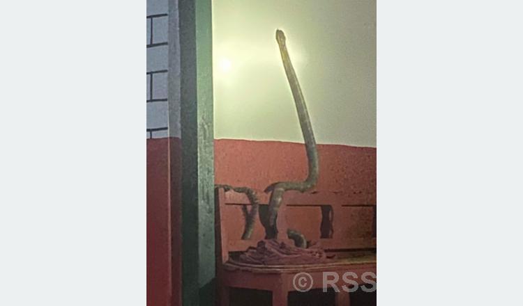 म्याग्दीको घतानमा भेटियो दुर्लभ ‘किङ कोब्रा’
