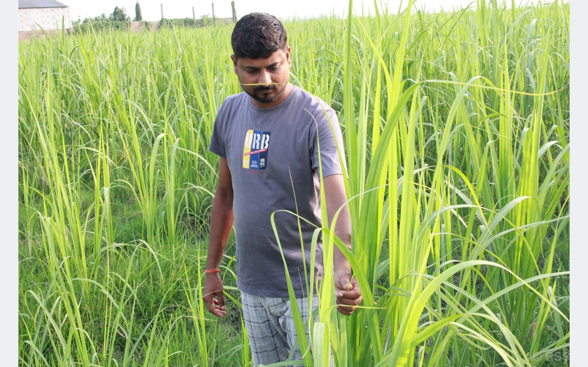 उखुखेतीबाट लाखौँ आम्दानी