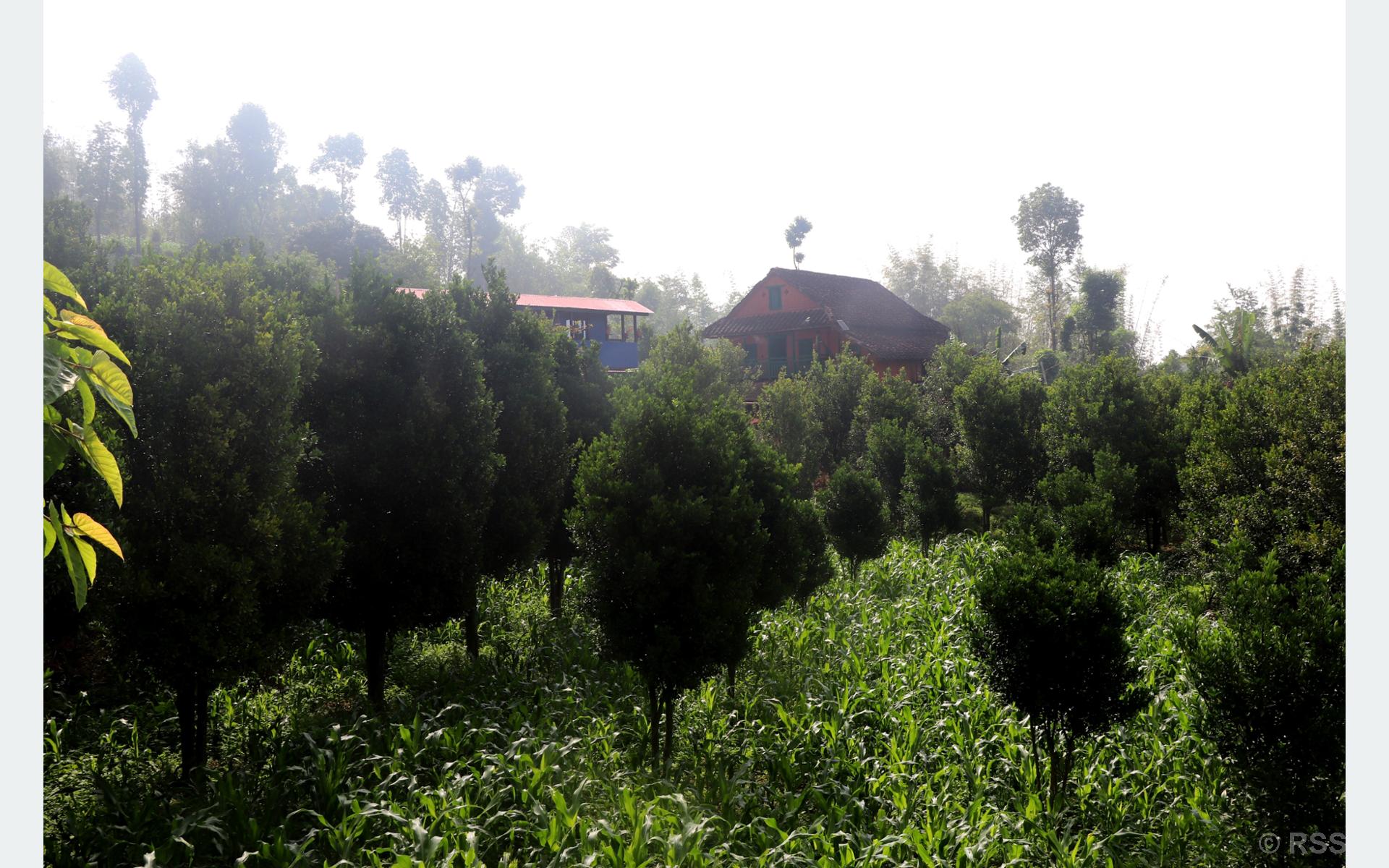 व्यावसायिक सुन्तलाखेतीमा जुट्दै भोजपुर पालुवाका किसान