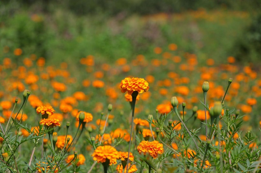 भक्तपुरको गुन्डु र आसपासको क्षेत्रमा फूलेका मखमली र सयपत्री फुल (फोटो फिचर)