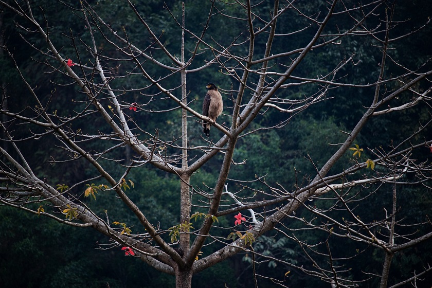 काकाकुल चरा