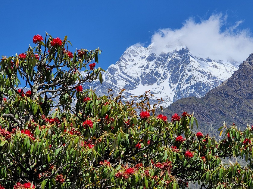 सिस्ने हिमाल