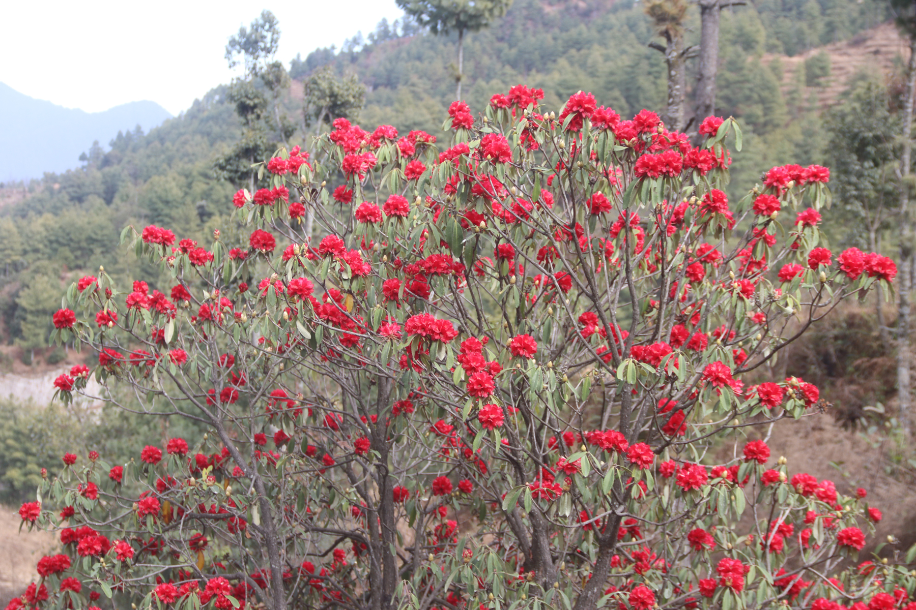 फुल्यो लालीगुराँस