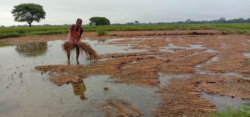 ६ अर्ब मूल्य बराबरको धानबालीमा क्षति