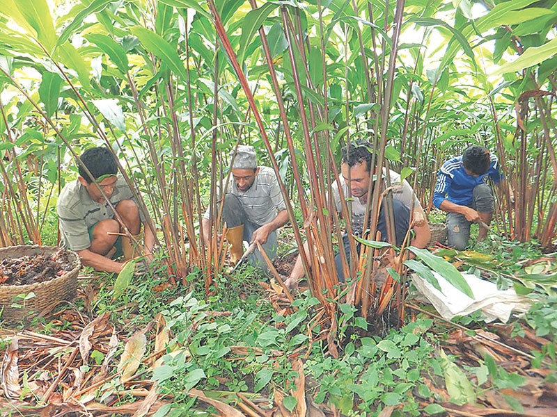 अलैंचीमा डढुवा लाग्यो, किसान चिन्तित