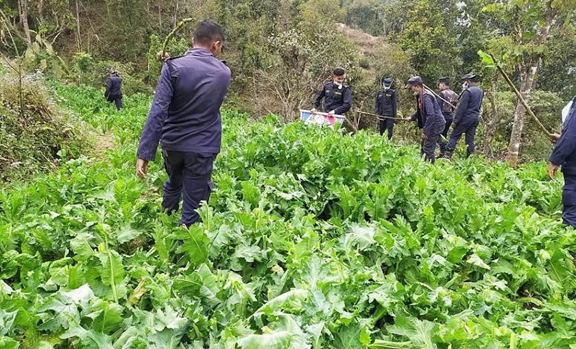 बारामा अफिम खेती नष्ट