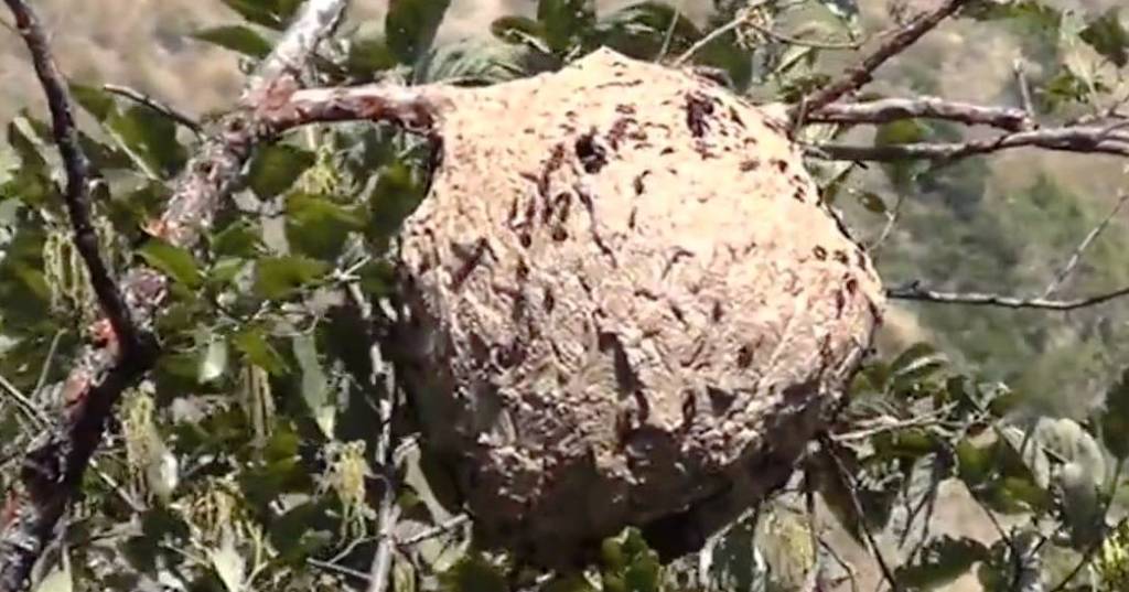 लमजुङमा अरिङ्गालले टोकेर चारजना घाइते