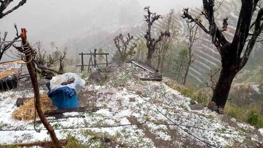 असिनापानीले जुम्लामा स्याउका बिरुवामा क्षति