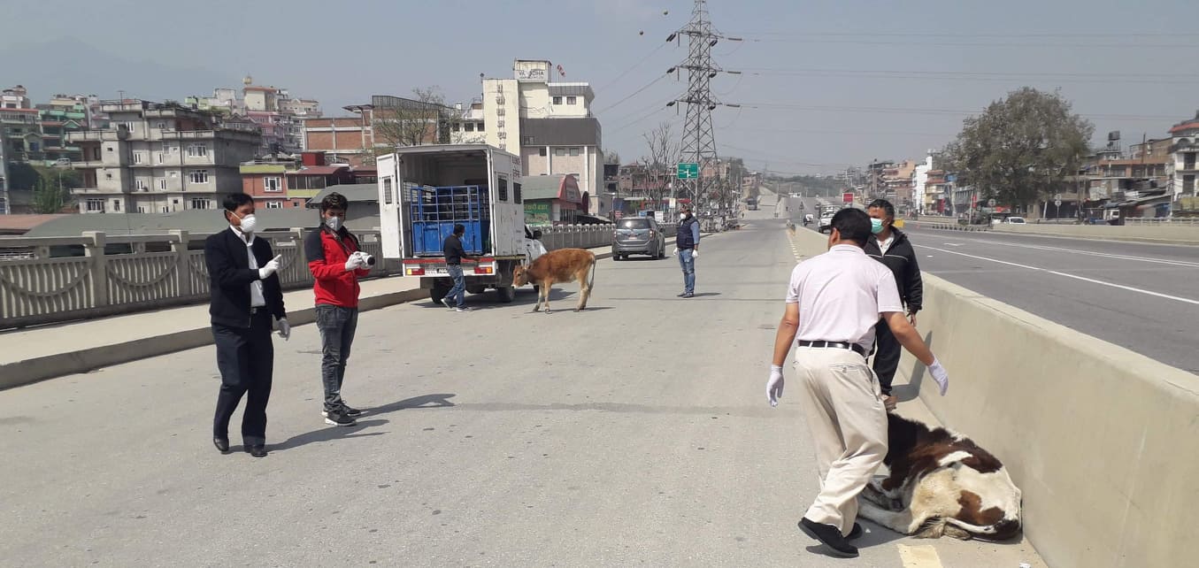 काठमाडौँलाई गाईबाच्छा मुक्त बनाउने अभियान