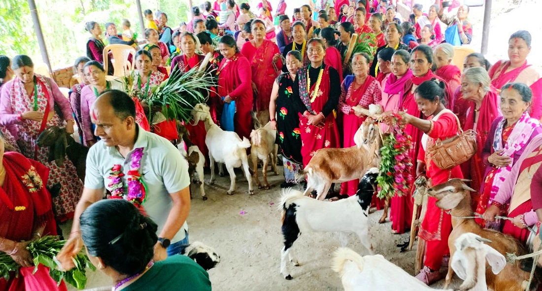 महिलालाई आत्मनिर्भर बनाउँन गाउँपालिकाको बाख्रा उपहार