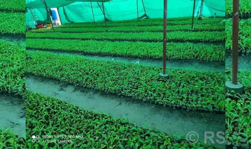 झापामा ‘टिस्यु कल्चर’ प्रविधिबाट केराको बिरुवा उत्पादन