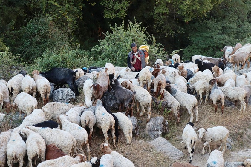 चरन क्षेत्र अभावले सङ्कटमा भेँडापालन