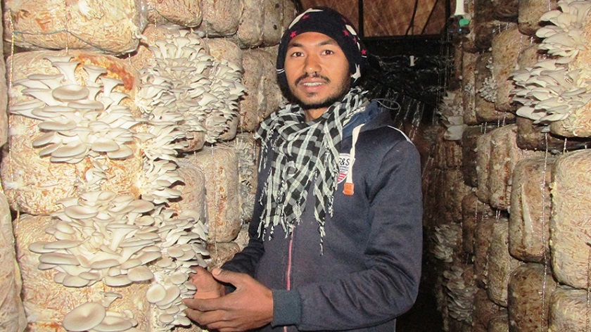 अष्ट्रेलिया जान छाडेर गाउँमै च्याउखेती गर्छन् वीरबहादुर राना