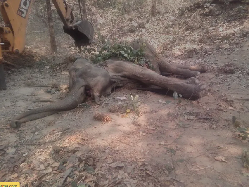 झापामा हात्ती मृत भेटियो