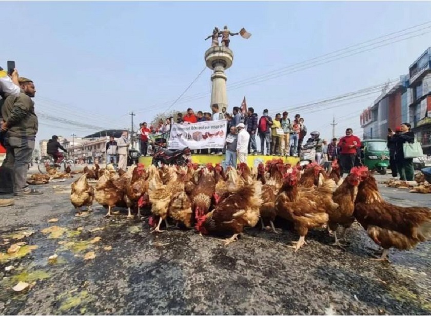 उचित बजार मूल्य नपाएपछि किसानहरुद्वारा कुखुरा र अण्डा सडकमा फालेर विरोध
