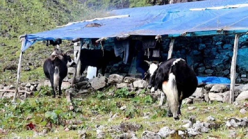 चौँरीपालक किसान भन्छन्, अनुदान पाए व्यावसायिक बन्छौँ