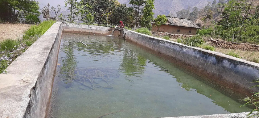 पोखरीमा पानी सङ्कलन गरेर सागसब्जी फलाउँदै कैलालीका किसान