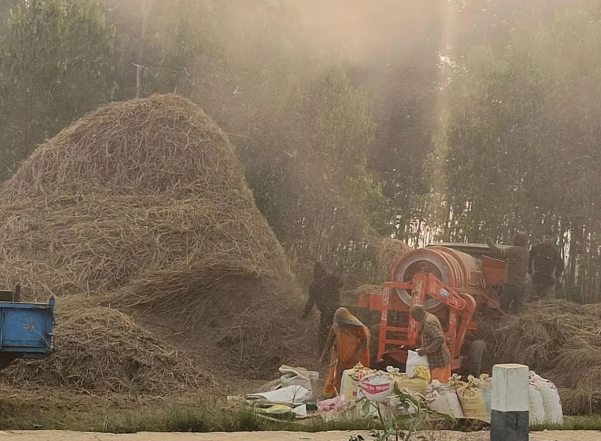प्रविधिले दाइँ गर्ने परम्परा लोप हुँदै