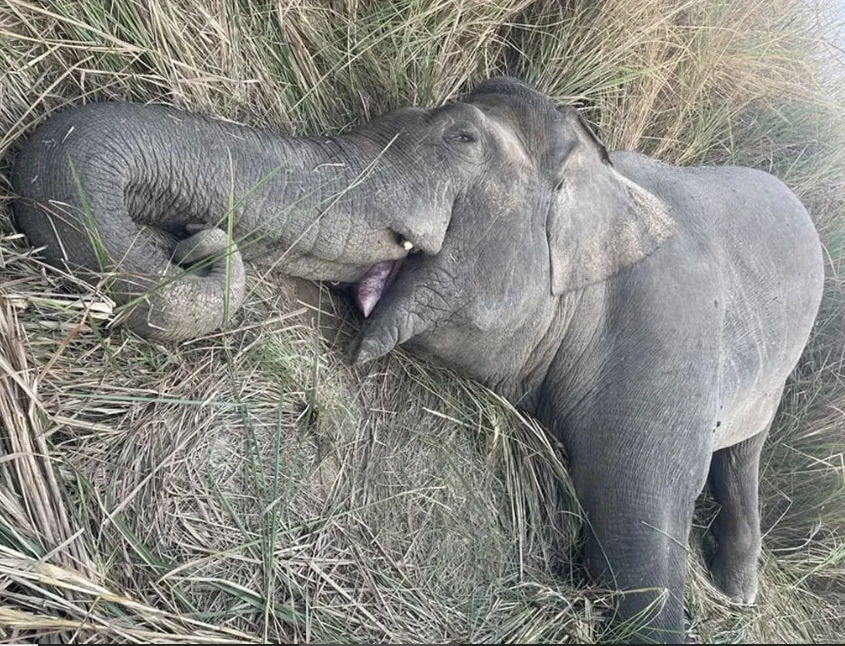 हात्ती गोली प्रकरणबारे छानविन गर्न गठित समितिले थाल्यो छलफल