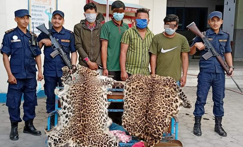 चितुवाको छालासहित ४ जना पक्राउ