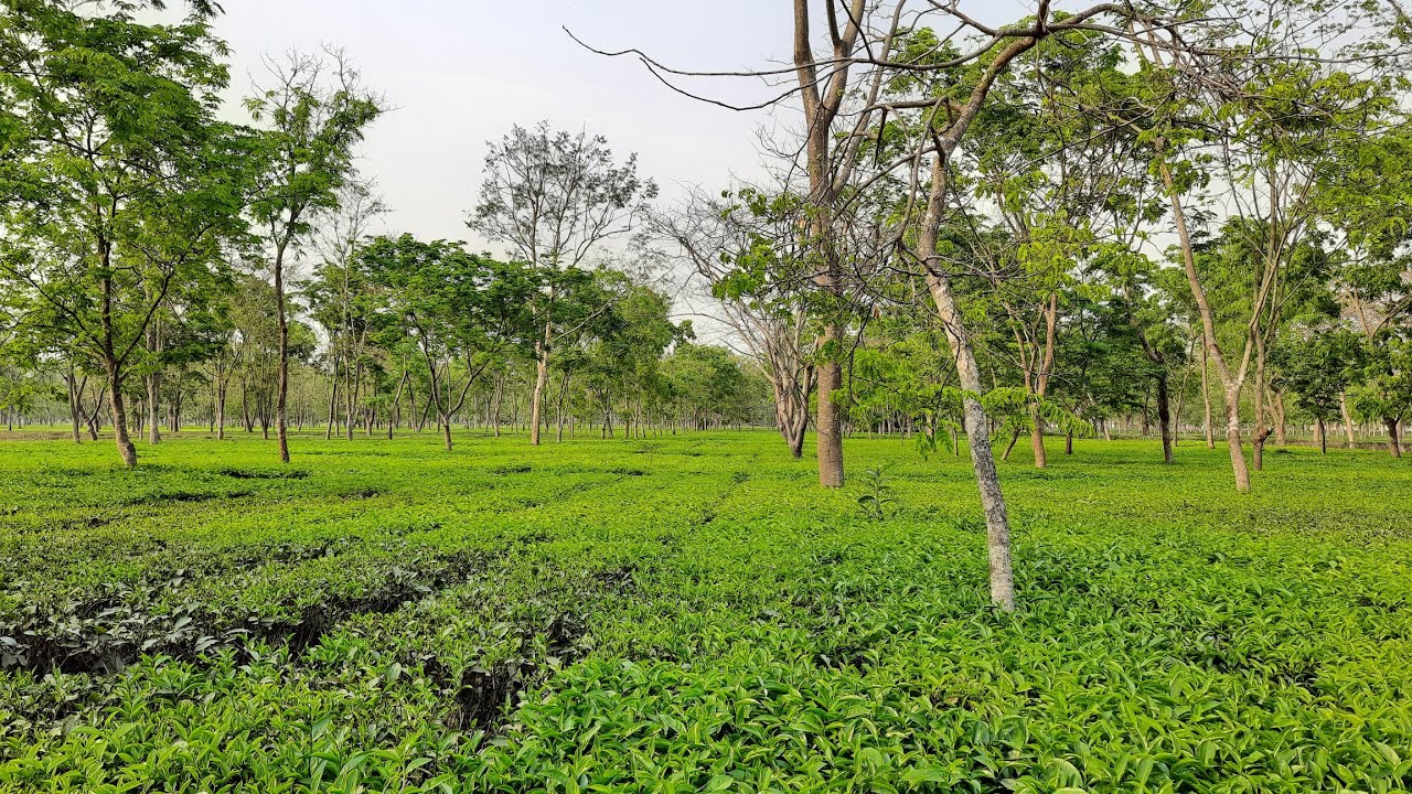 अब चिया बगान हेर्न इलाम जानुपर्दैन