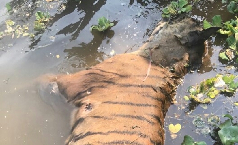 चिसापानी घोलमा एकाबिहानै भेटियो मरेको पाटेबाघ