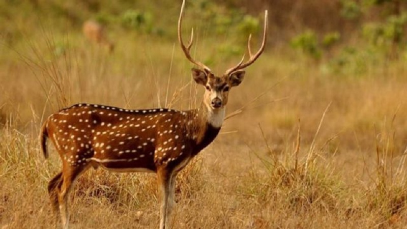 बस्तीमा फेला परेको मृगको उद्धार