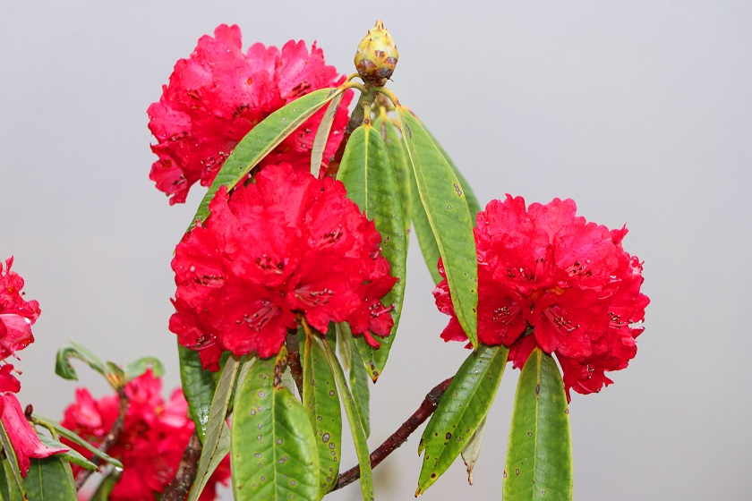 लालीगुराँसले राताम्मे टिएमजे