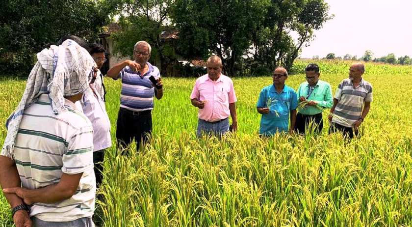 धानमा दाना नलाग्दा ठोरीका किसान चिन्तित