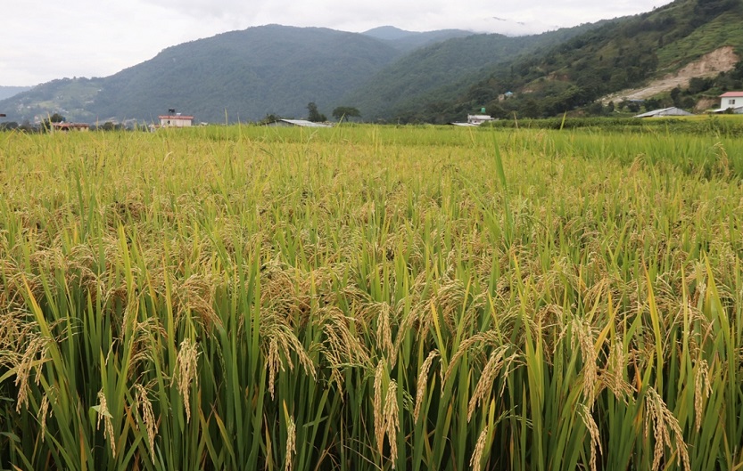 इलाममा धानको उत्पादन बढ्यो, क्षेत्रफल घट्यो