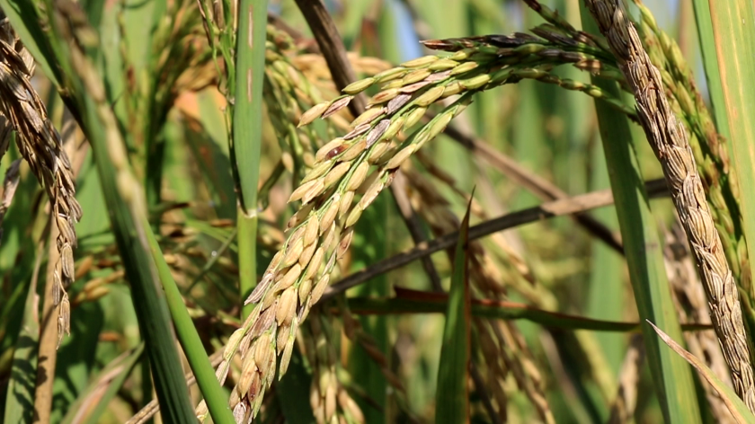 नवलपुरमा ९२ हजार ३९१ मेट्रिक टन धान उत्पादन