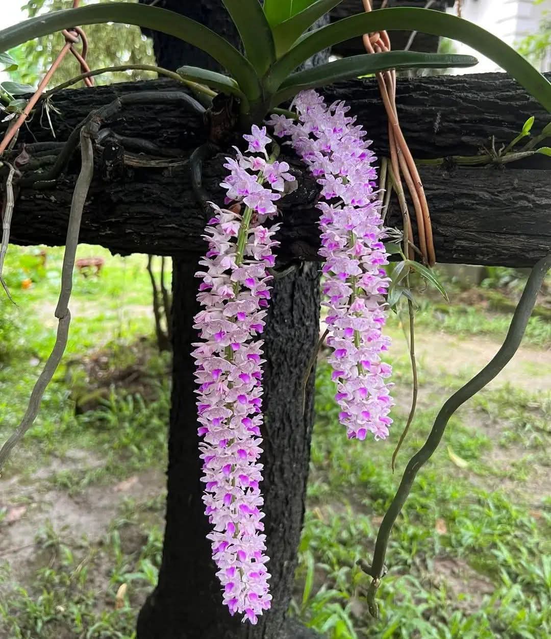 नयाँ वर्षमा मात्र फुल्ने सहलेश फुल