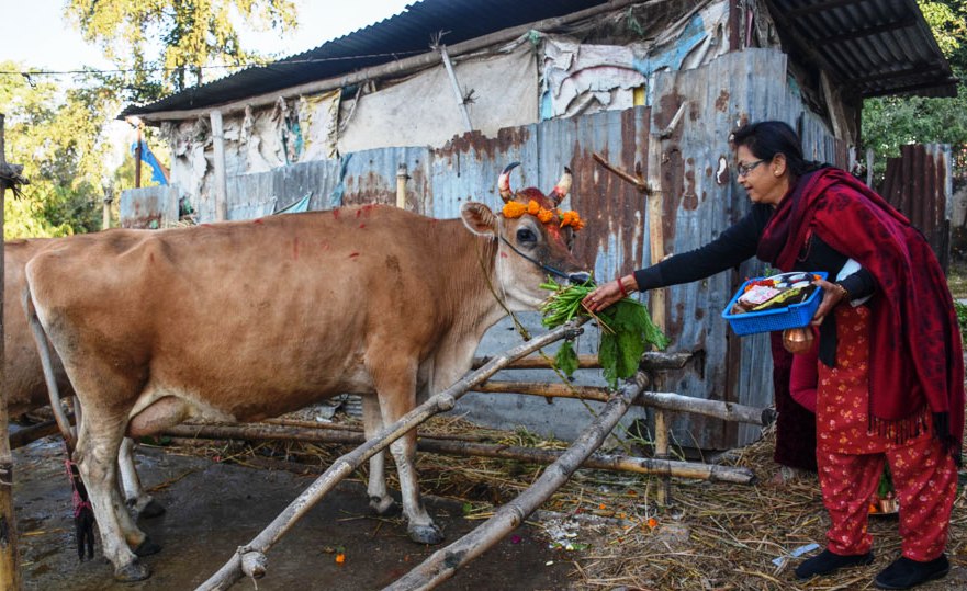 तिहारको चौथो दिन: आज गाई, गोरु र हली तिहार