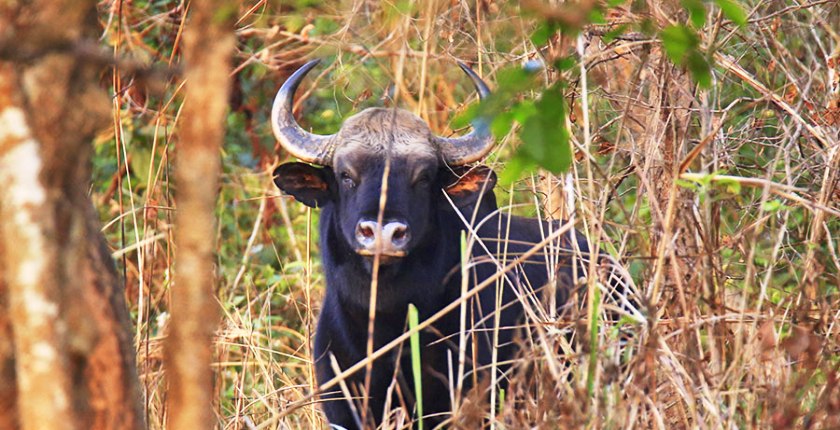 जङ्गली हात्तीका अवरोधले गौरीगाई गणना स्थगित