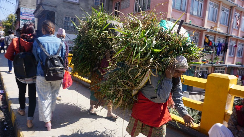 एक भारी घाँसकै लागि आधा दिन