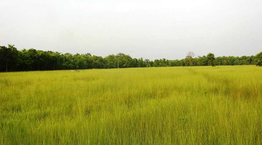 वन्यजन्तुका लागि घाँसे मैदान व्यवस्थित गरिँदै