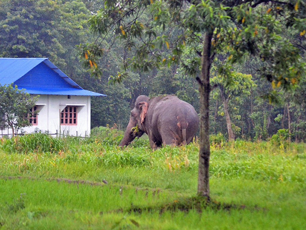 झापामा गाउँ पस्यो जंगली हात्ती