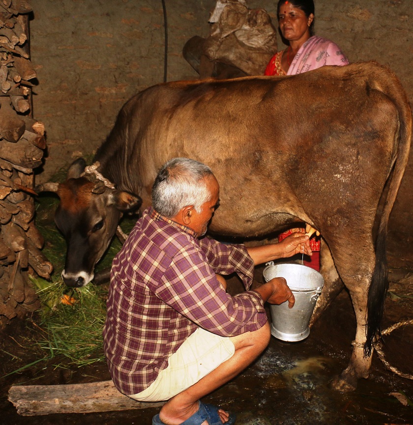 चितवनमा प्रथम राष्ट्रिय डेरी महोत्सव गरिँदै