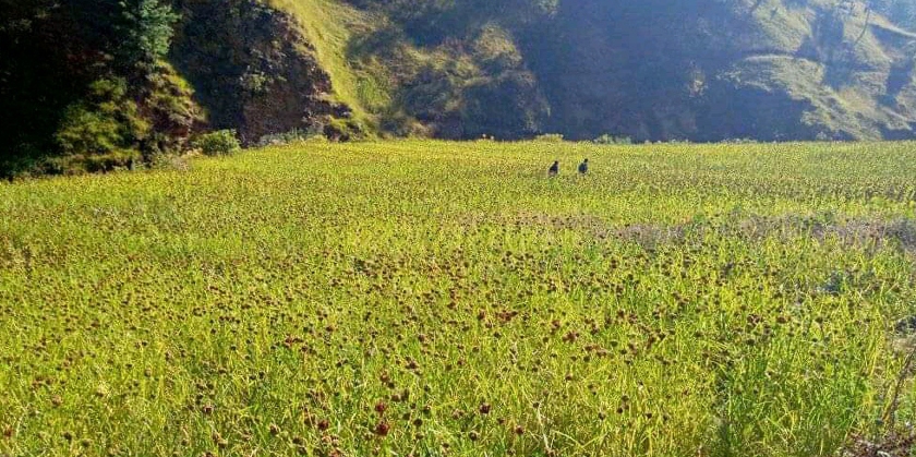 अर्गानिक कोदो खेती