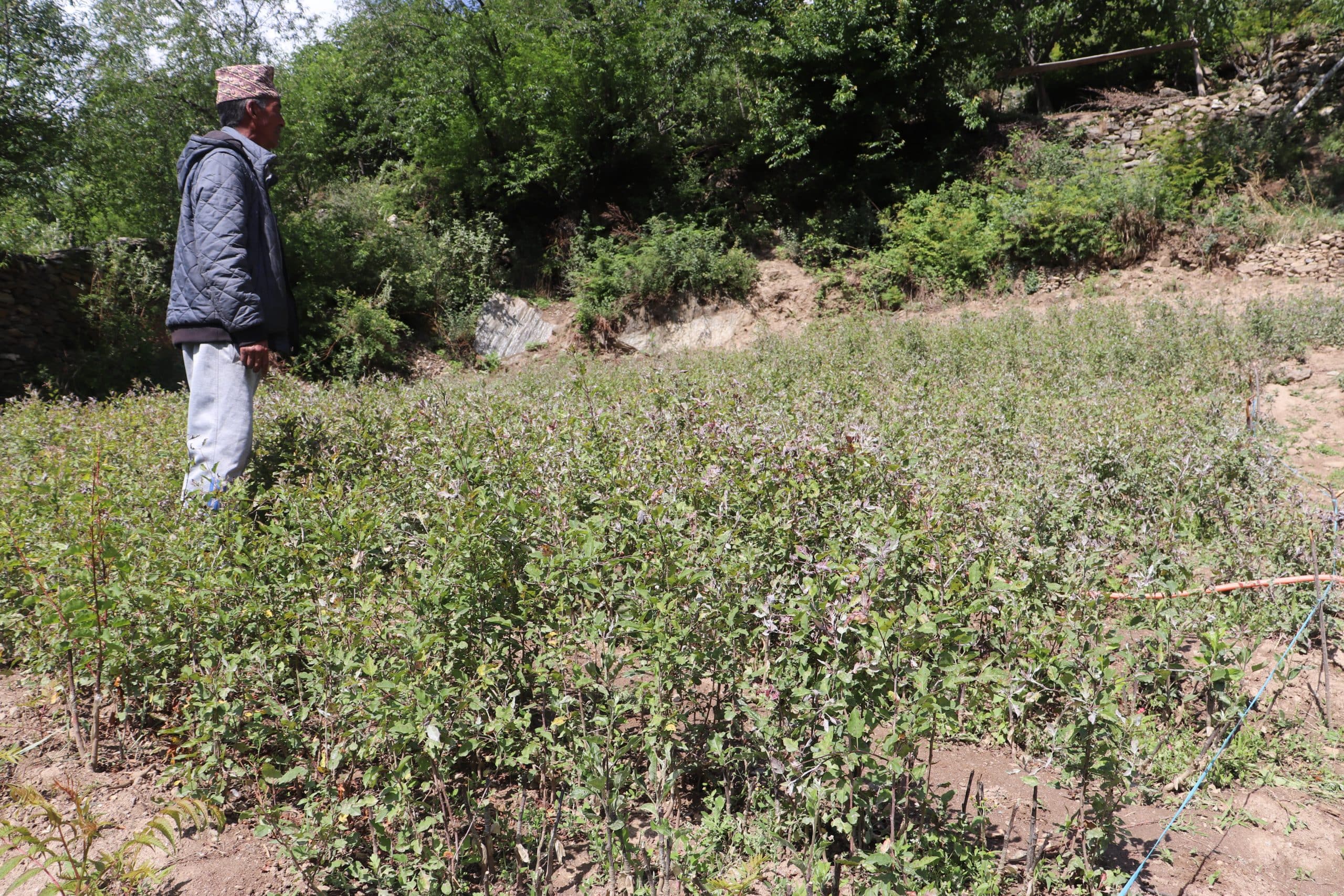 बिरुवामा ‘भुवादार लाई’ लागेपछि किसान चिन्तित