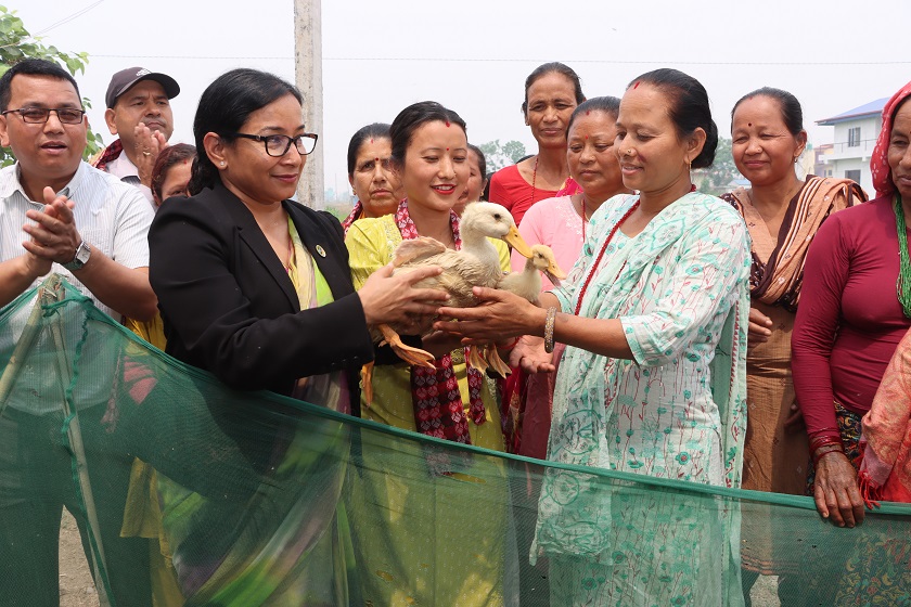 भरतपुर महानगरपालिकाद्वारा निर्वाहमुखी कृषिकर्म गरिरहेका कृषकलाई बाख्रा र हाँसको चल्ला  वितरण