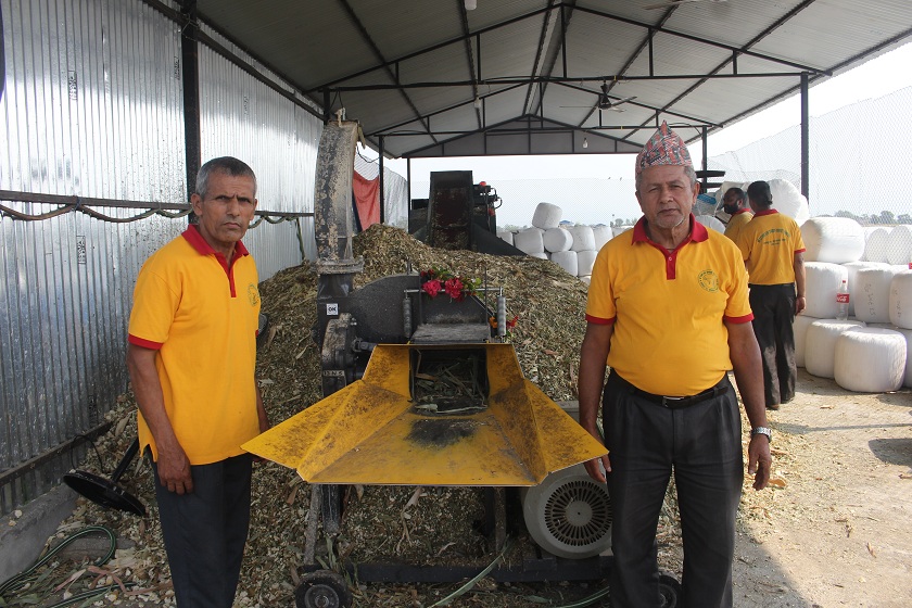 चम्पानगरमा घाँसमा आधारित साईलेज उद्योग संचालनमा