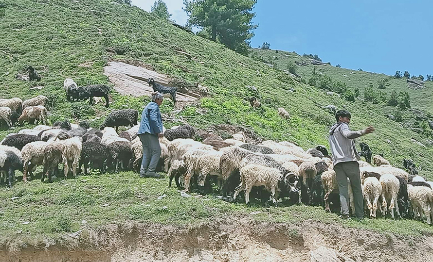 जुम्लामा भेँडापालक किसानलाई गोठालो भत्ता