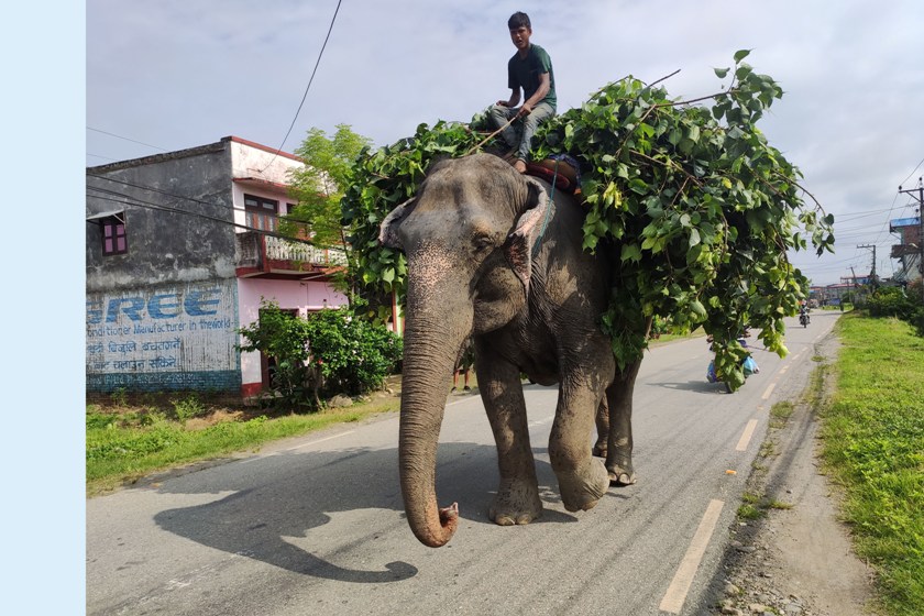 घाँस लिएर गन्तव्यतर्फ जाँदै हात्ती