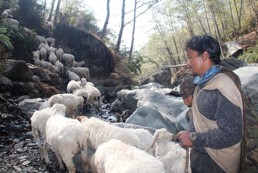 सङ्घर्षका पाइला : ‘जसले विदेशको जागिर छाडेर गोठालो पेसा रोजे’