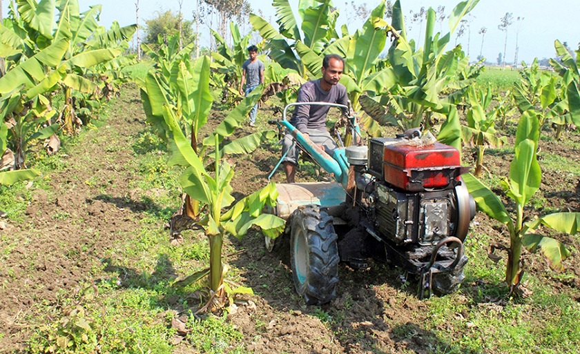 टीकापुरमा केरा खेती विस्तारका लागि ६० लाख विनियोजन